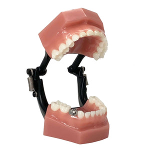 Consultation Model | NuSmile Pediatric Crowns Dental Accessories
